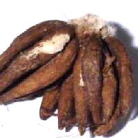 Lucky Hand Root 1 Ea. (Salap)